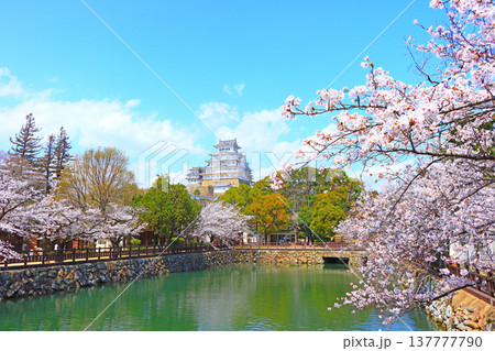 兵庫県姫路市、満開の桜と姫路城の風景 137777790
