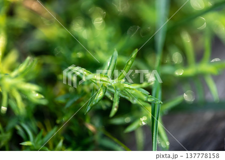 Macro shot, juicy green grass in the forest. Macro shot, juicy green grass in the forest. 137778158