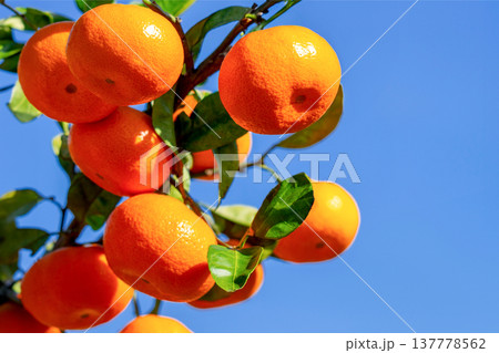 みかん園 137778562