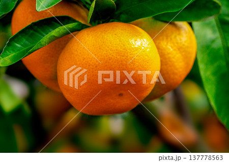 みかん園 137778563