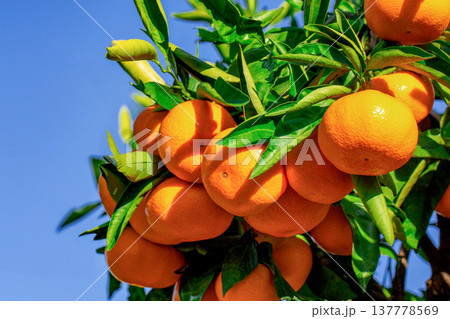 みかん園 137778569