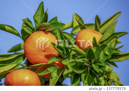 みかん園 137778578