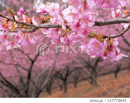 道の駅みょうぎの河津桜 137778645