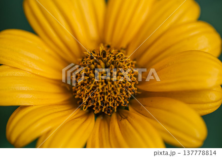 Flower of yellow chamomile growing in the garden, macro shot. Flower of yellow chamomile growing in the garden, macro shot. 137778814