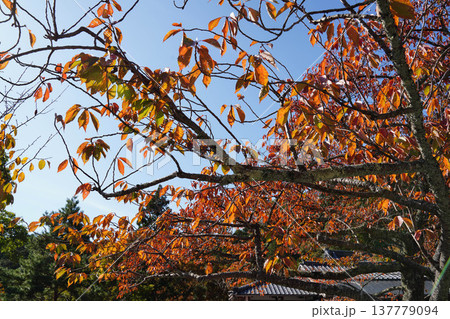鞍馬寺の桜の紅葉 137779094