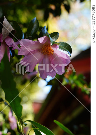 鞍馬寺の境内に咲くピンク色のサザンカ 137779095