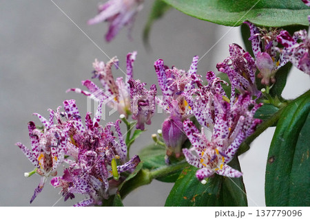 貴船で咲いていたホトトギス 137779096