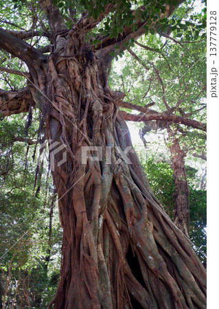 高知県土佐清水市 松尾のアコウ 高知県土佐清水市 松尾のアコウ 137779128