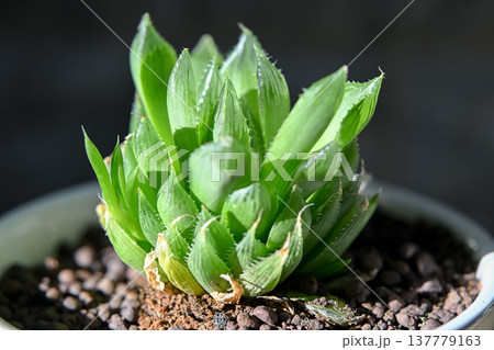 ハオルチア 137779163