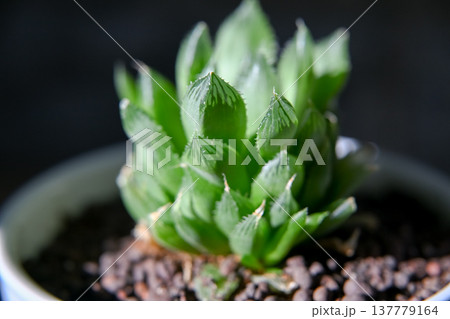 ハオルチア 137779164