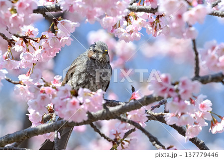 サクラとヒヨドリ 137779446