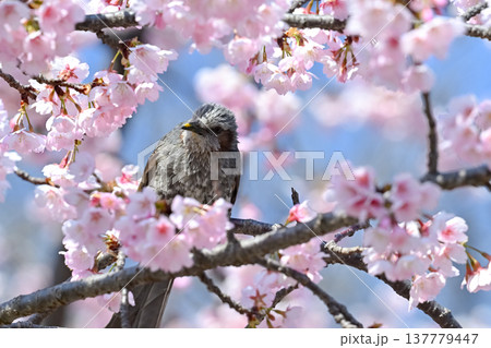 サクラとヒヨドリ 137779447