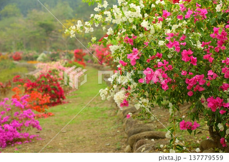 ブーゲンビリア ブーゲンビレア イカダカズラ 137779559