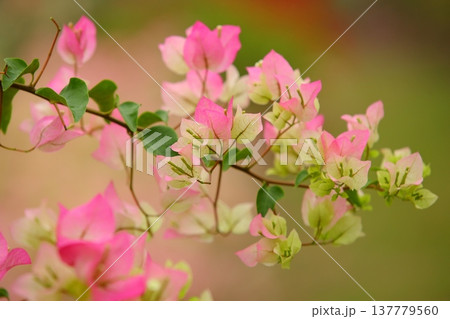 ブーゲンビリア ブーゲンビレア イカダカズラ 137779560