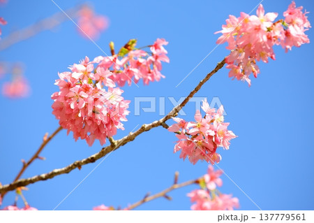 桜 さくら サクラ 137779561