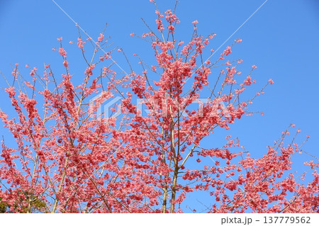 桜 さくら サクラ 137779562
