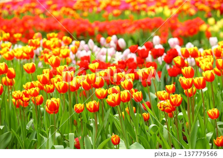 チューリップ ﾁｭｰﾘｯﾌﾟ 花 137779566
