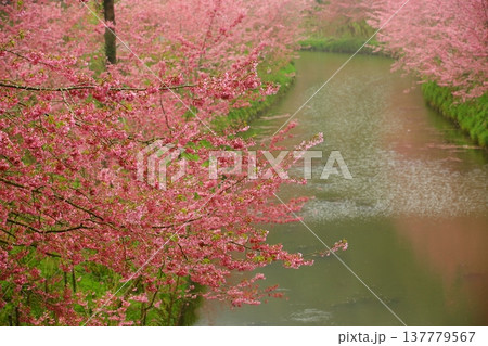 桜 さくら サクラ 137779567