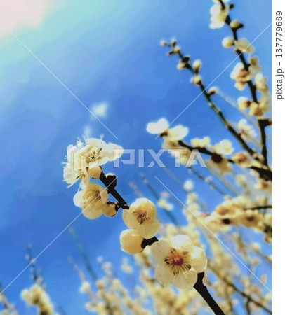 青空に映える梅の花 青空に映える梅の花 137779689