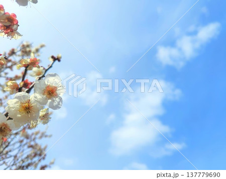 青空に映える梅の花 137779690