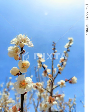 青空に映える梅の花 青空に映える梅の花 137779691