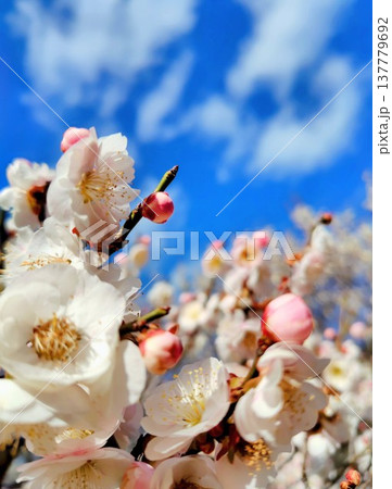 青空に映える梅の花 青空に映える梅の花 137779692