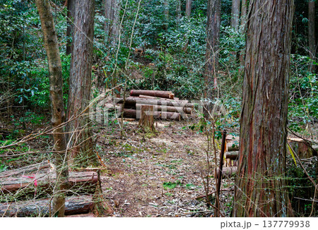 スギ人工林の森林保全 137779938