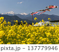 春の田園風景 菜の花畑と鯉のぼりと青空 137779946
