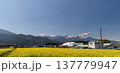 黄色い菜の花畑と鯉のぼり 春の日本の農村風景 137779947