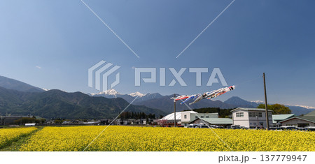 黄色い菜の花畑と鯉のぼり 春の日本の農村風景 137779947