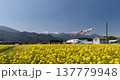 こどもの日の鯉のぼりと菜の花畑 雪山のある春景色 137779948
