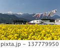 青空の下で泳ぐ鯉のぼりと菜の花畑 春の日本風景 137779950