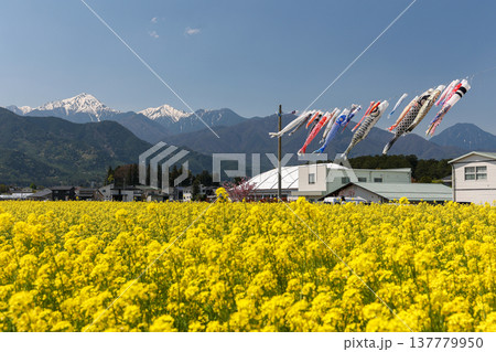 青空の下で泳ぐ鯉のぼりと菜の花畑 春の日本風景 青空の下で泳ぐ鯉のぼりと菜の花畑 春の日本風景 137779950
