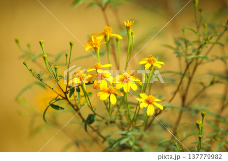 菊 キク 菊の花 137779982