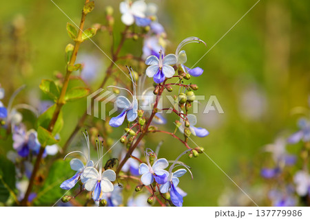 花 フラワー お花 137779986