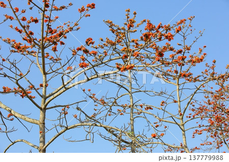 植物 工場 プランツ 137779988