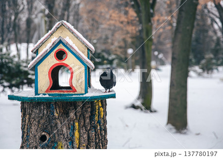 Pigeon near a bright wooden feeder in the winter forest. Pigeon near a bright wooden feeder in the winter forest. 137780197