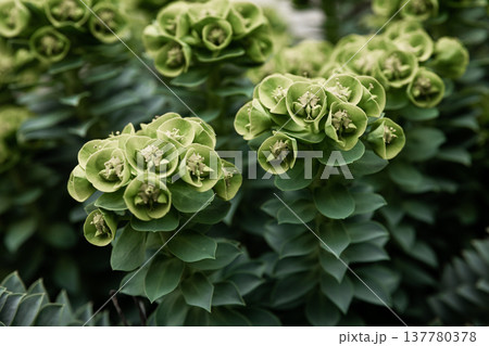 Rosetta stonecrop, or Sedum rosetta. Close-up photo of its small green leaves. 137780378