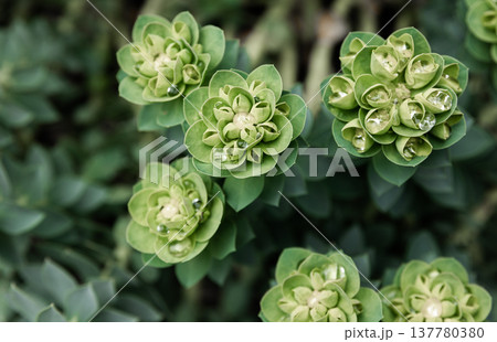 Rosetta stonecrop, or Sedum rosetta. Close-up photo of its small green leaves. 137780380