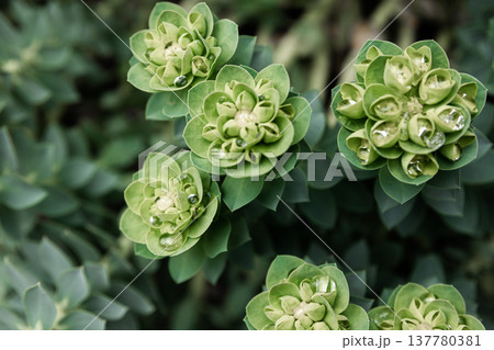 Rosetta stonecrop, or Sedum rosetta. Close-up photo of its small green leaves. 137780381