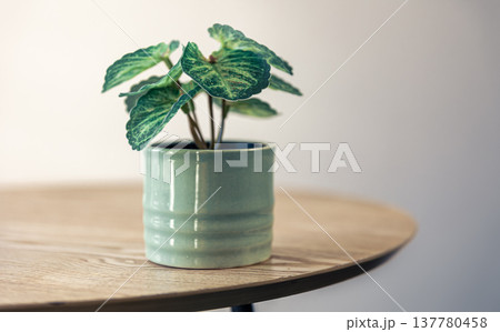 A small indoor plant in a ceramic pot in the interior of the room. A small indoor plant in a ceramic pot in the interior of the room. 137780458