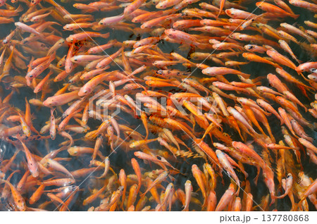 Top View of Many Red Tilapia Fish Swimming in Pond Top View of Many Red Tilapia Fish Swimming in Pond 137780868