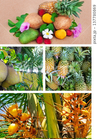 Tropical fruit collage featuring pineapple, coconut, mango, rambutan, and jackfruit in exotic garden and beach settings. Tropical fruit collage featuring pineapple, coconut, mango, rambutan, and jackfruit in exotic garden and beach settings. 137780869