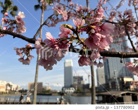 みなとみらい日本丸メモリアルパークに咲く満開の大寒桜 137780902