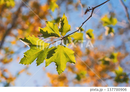 Platanus leaves growing on tree branch illuminated by sunlight, blurred autumn foliage background, natural landscape. Concept of seasonal change, natural ecosystem Platanus leaves growing on tree branch illuminated by sunlight, blurred autumn foliage background, natural landscape. Concept of seasonal change, natural ecosystem 137780906