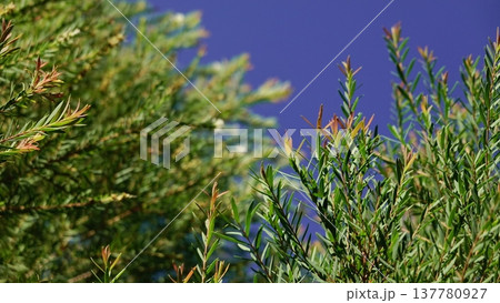 Melaleuca bracteata macro leaves small world	 137780927