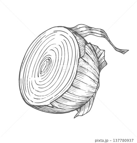 Half of the onion. Vector ink styled handmade illustration. For packaging design, cards, cover, prints, product labels and fabric. 137780937