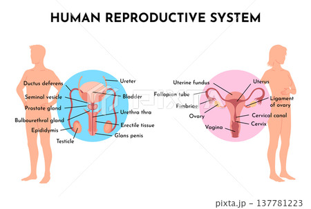 Human Reproductive System Vector Illustration Diagram, Male and Female. Medicine educational information 137781223