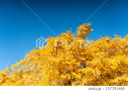 Yellow color of Ginkgo tree with the clear blue sky background Yellow color of Ginkgo tree with the clear blue sky background 137781460