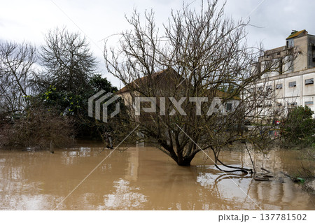 The impact of floods in Portugal in 2026, when rivers overflow and inundate agricultural fields 137781502